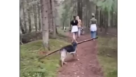 Funny Dog Compilation