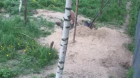 Wolves Attack Shirtless Man Entering Their Den
