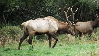 SNOQUALMIE ELK