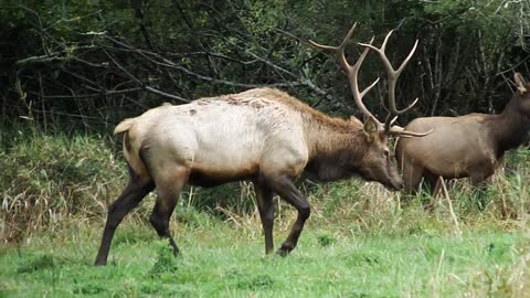 SNOQUALMIE ELK