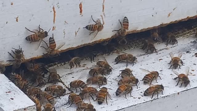 Let's Take a Break and Watch Some Honey Bees