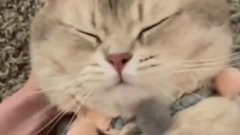 mama prank with cat cute cat reaction call talk