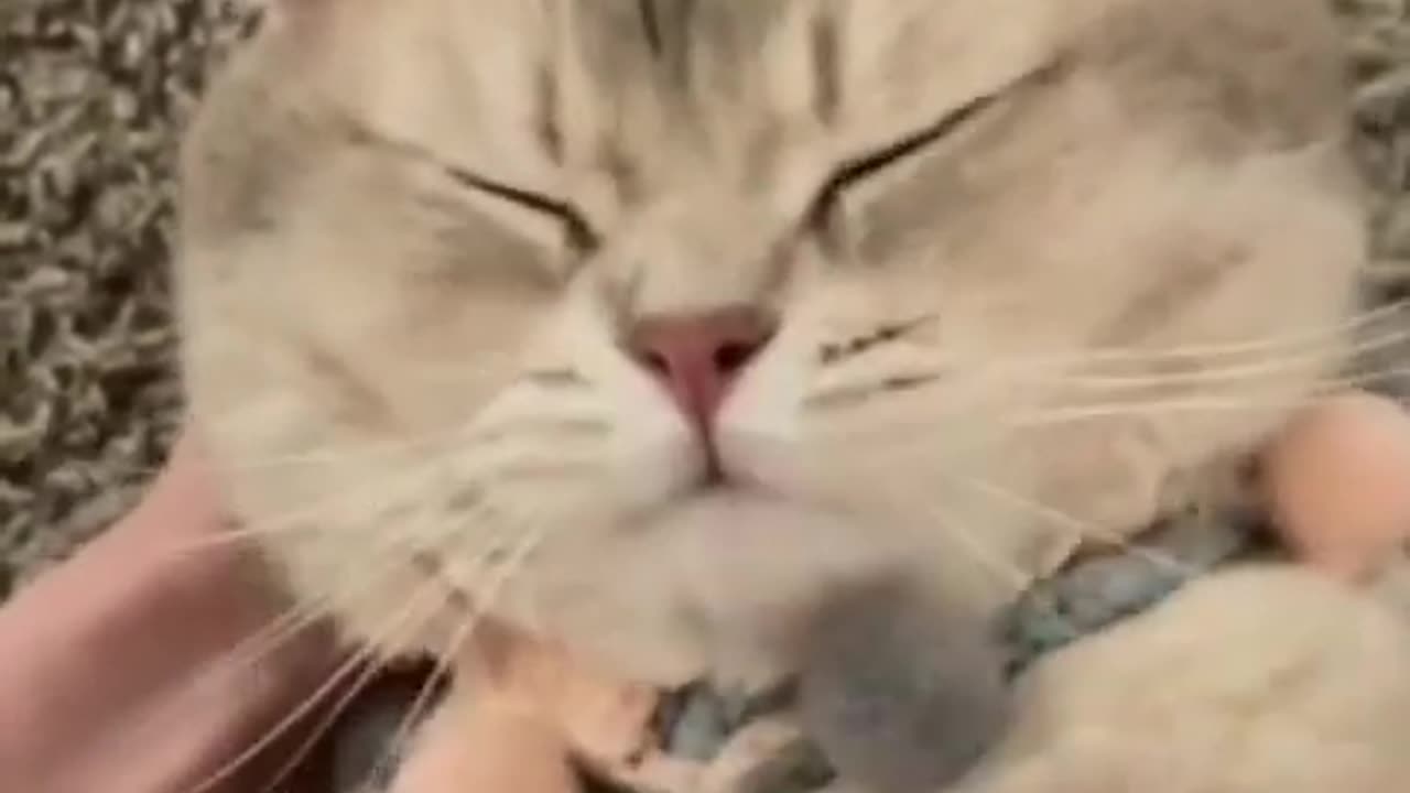 mama prank with cat cute cat reaction call talk