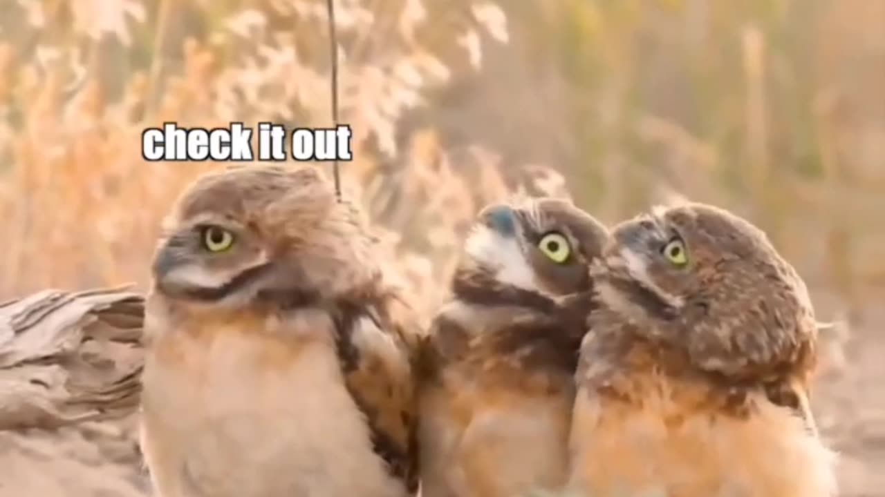 owl are talking to each other in owl city.