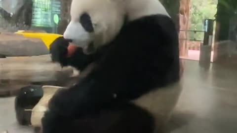 panda eat radish