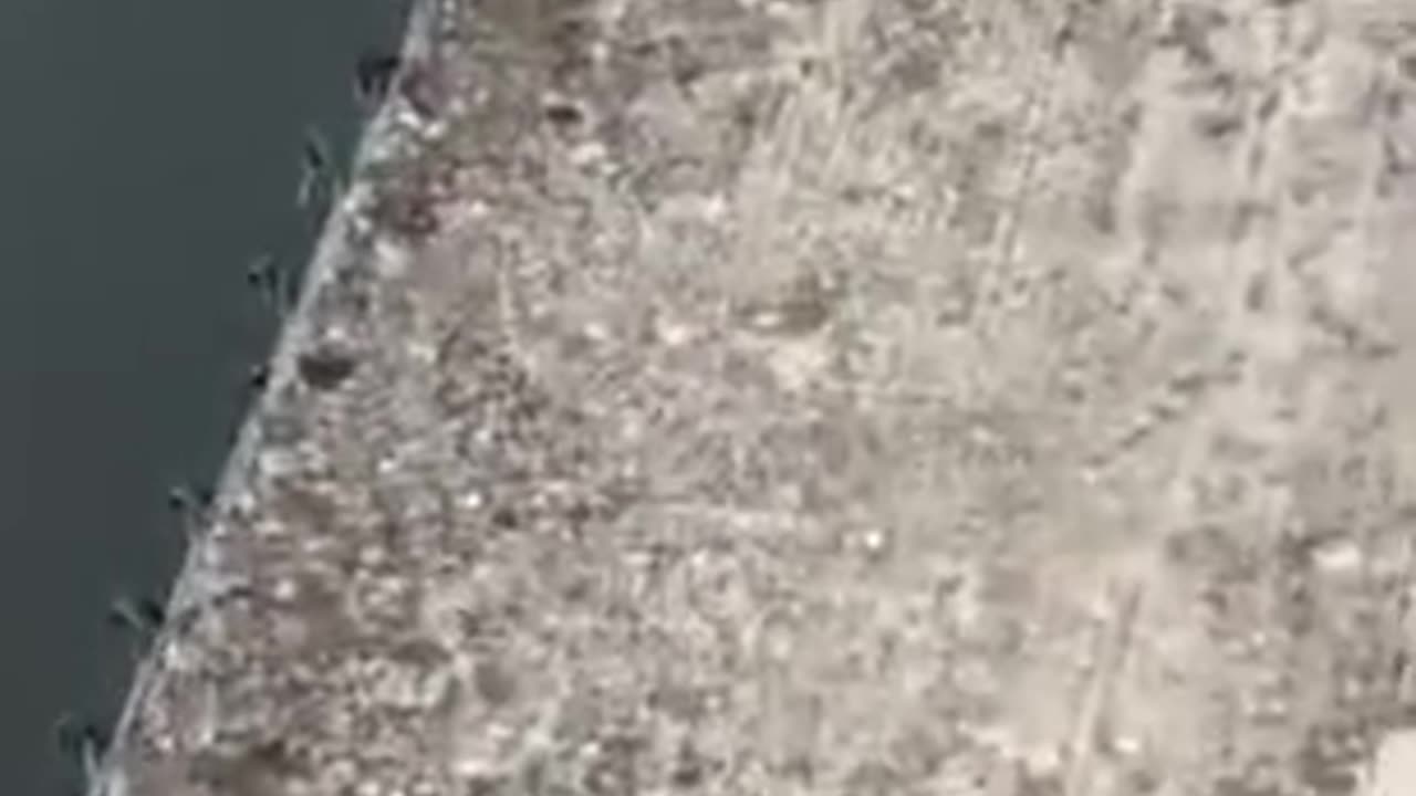 Dog: is someone calling me back there?