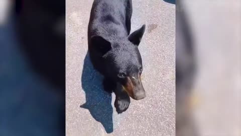 Funny Animals