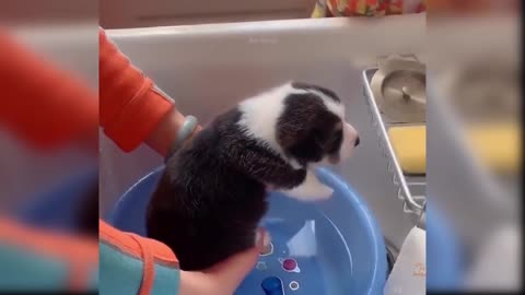 best animal funny video 2022
