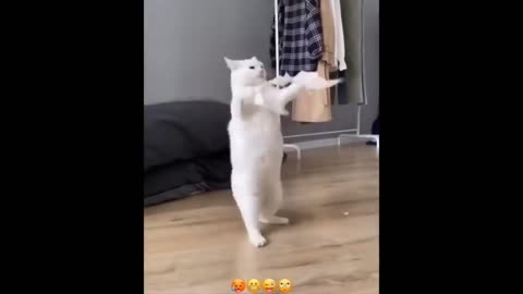 Best Funny Animal videos That will Brighten Your Day🤣🤣