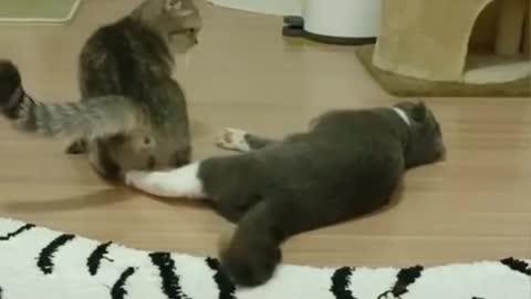 Cat says i'm cold