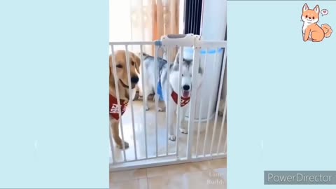 Cute dog masti
