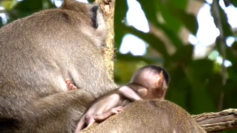 MONKEY FAMILY ON A TREE