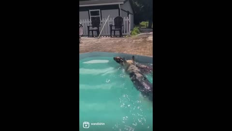 Pup accidentally falls right into the pool