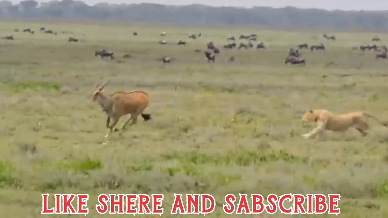 ब्लाइंड एलैंड शेरों का शिकार करने चला गया?Blind Eland Walks Into Hunting Lions?