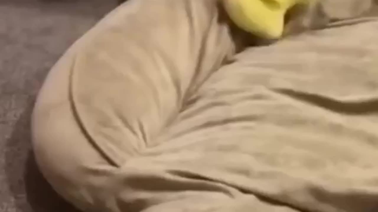 Dog PLAYINg #TRENDING