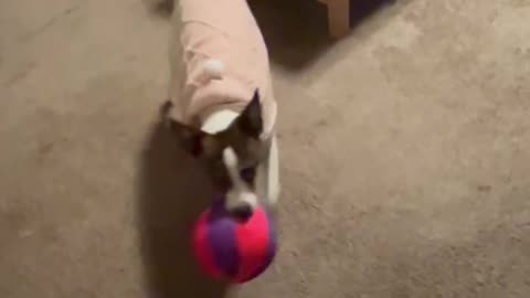 Princess gets a new ball