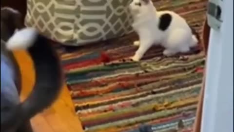 funny animal video