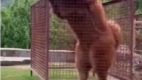 Cãozinho Fofão | Cute Puppy #dog1