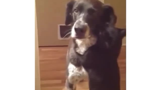 Who can win the cat dog war