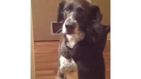 Who can win the cat dog war