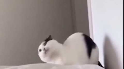 Funny cats compilation😺😸😹