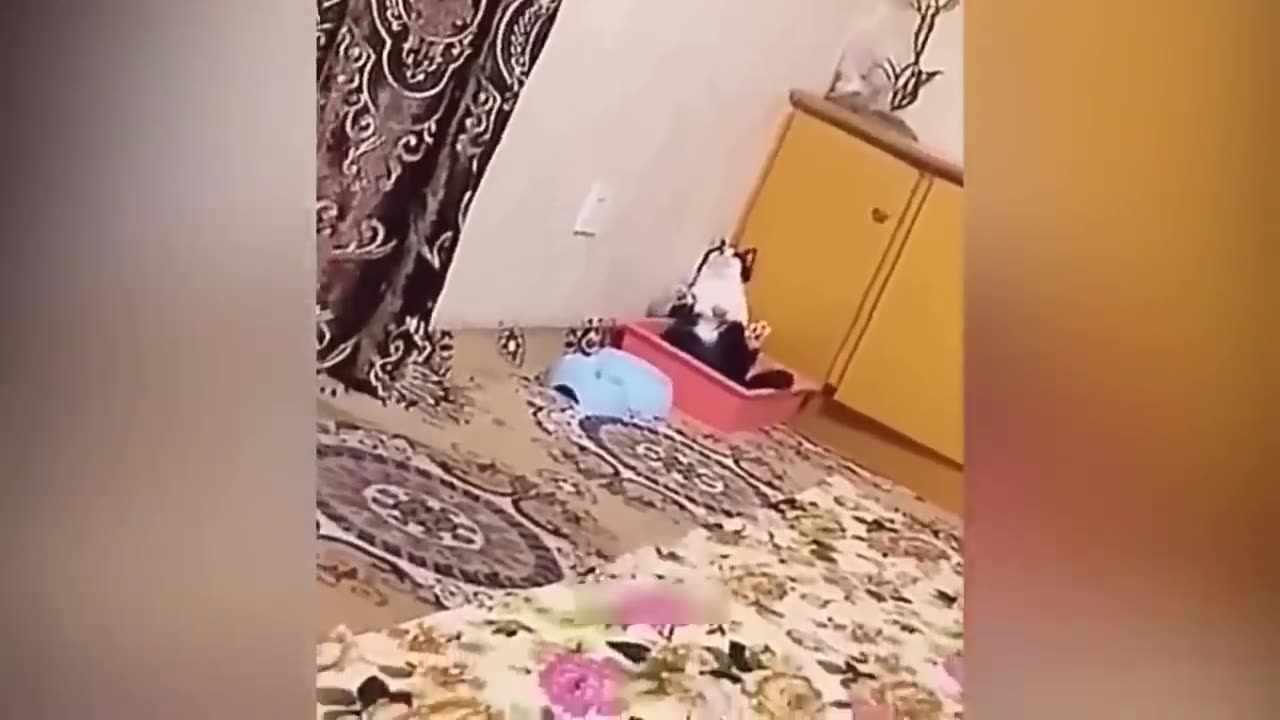 Animal Funny Videos