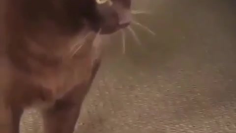 Eyes can kill