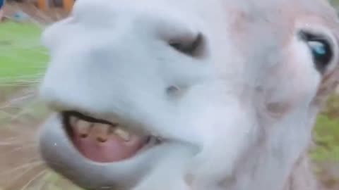 😂 Best Funny Cats and Dogs 😻🐶