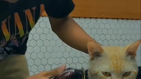 Cat in the barbershop,barbers ,cats funny ,white cats ,cats