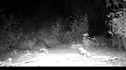 EA S30 - Short Coon Fight
