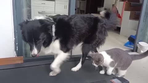Dog training time