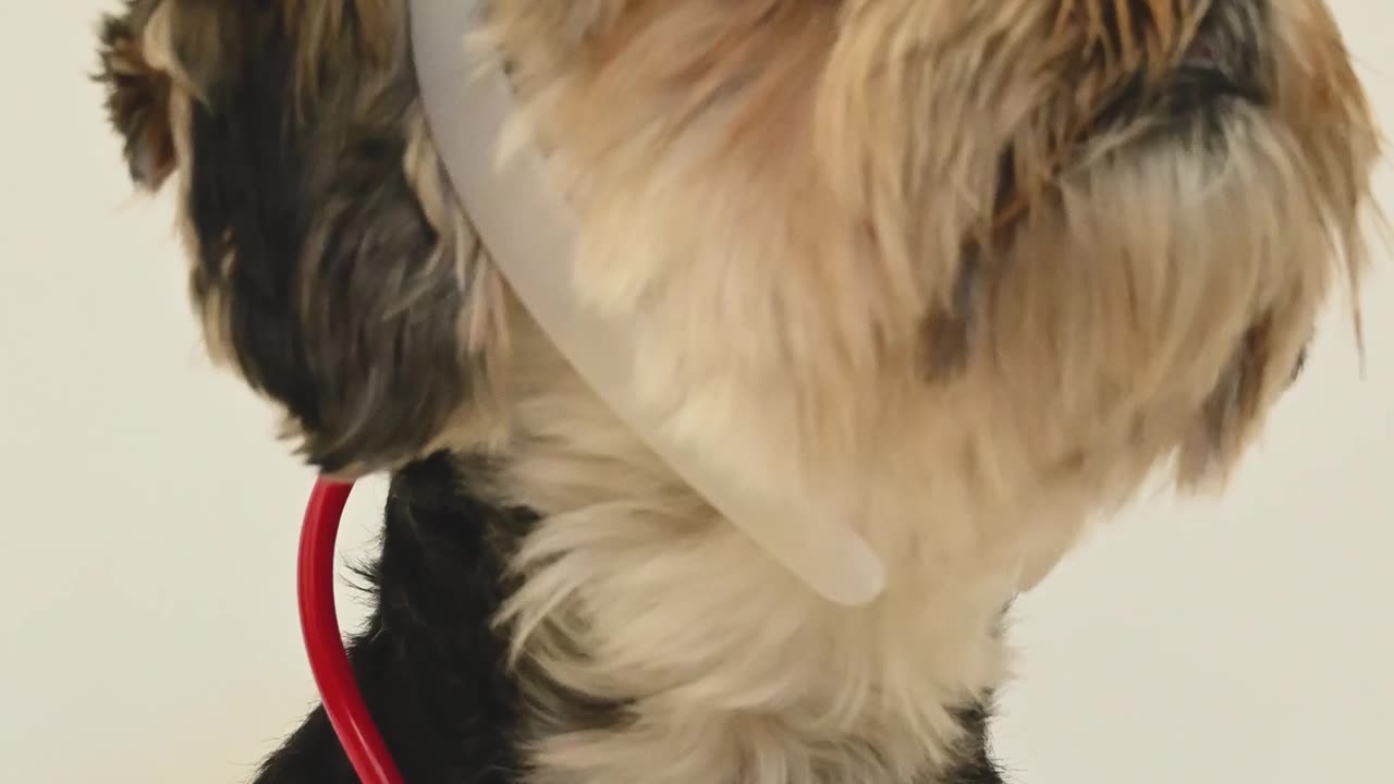 Dogs have come to serve you