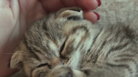 Relaxing cat on my hand 🥰🥰