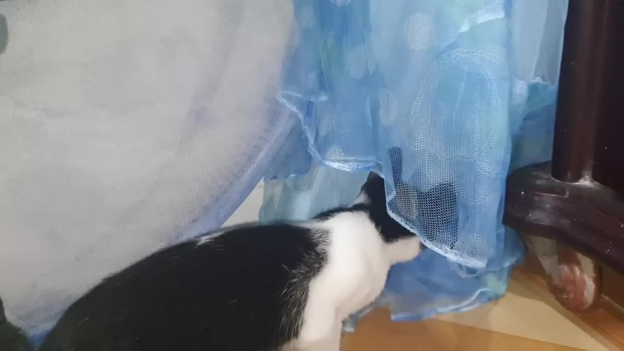 Cute kitten