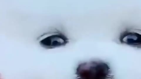 Cute Baby Dogs Funny Videos