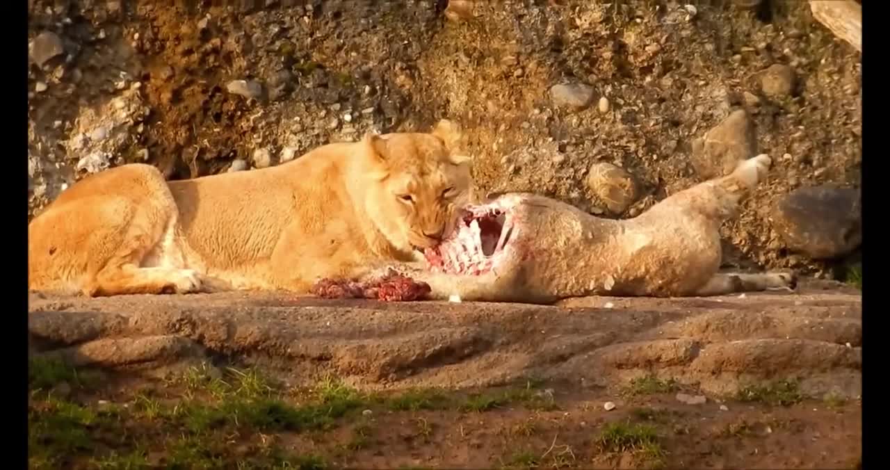 Animals and Birds Wildlife amazing|Beautiful Nature with Relaxing Music and sound Relaxation film