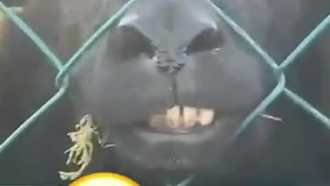 If you laugh, you restart part 6