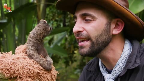 Cutest Baby Sloth EVER