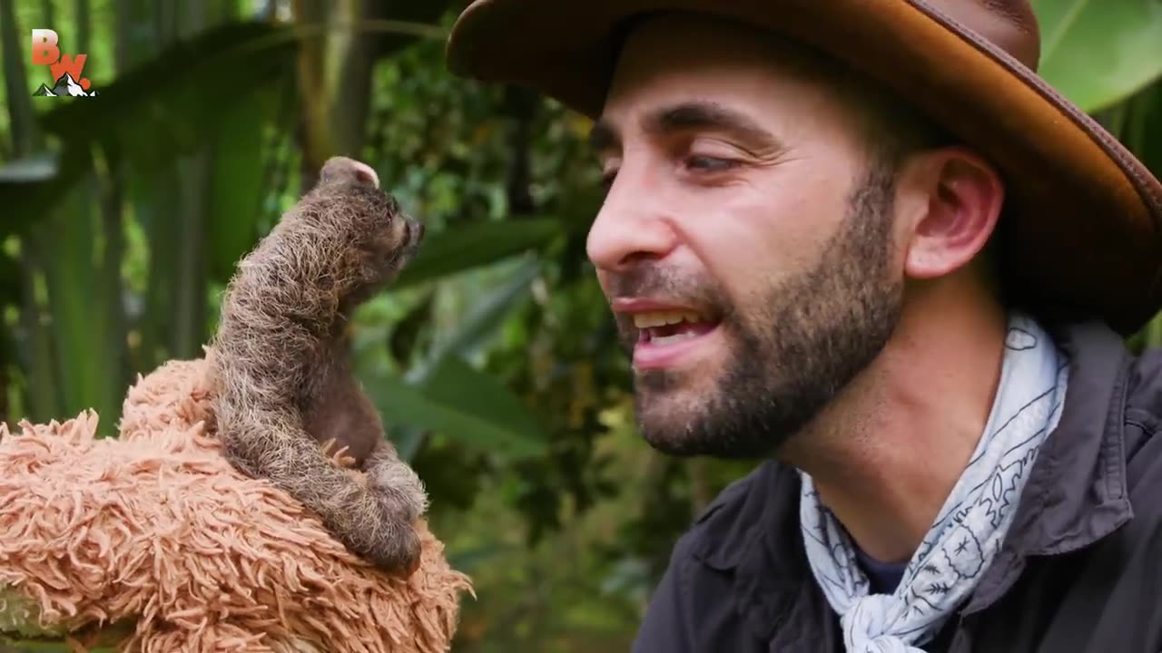 Cutest Baby Sloth EVER