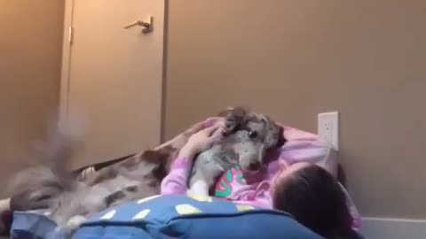 Lay on your dog’s bed and see how they react.. 😊