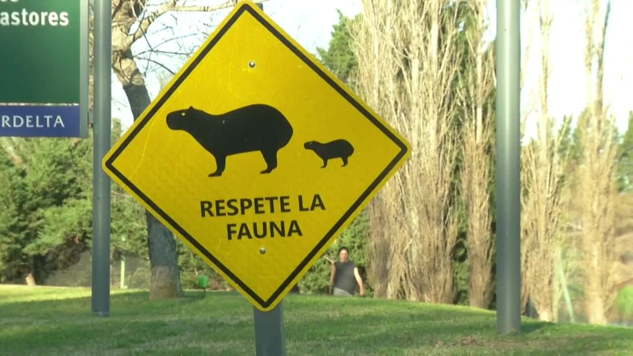 Capybaras move into residential area in Argentina