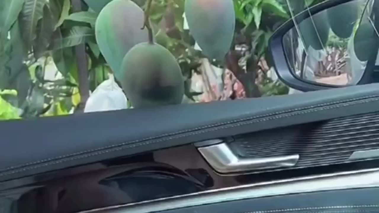 Mango theif