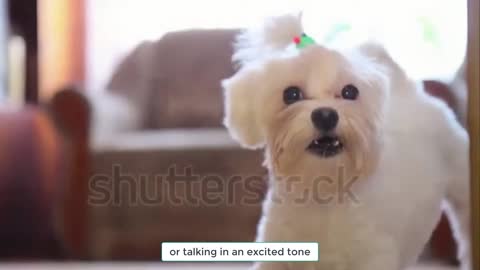 Basic Dog Training TOP 10 Essential Commands Every Dog Should Know