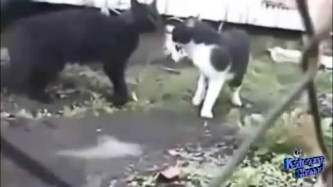 Crazy and funny Cats