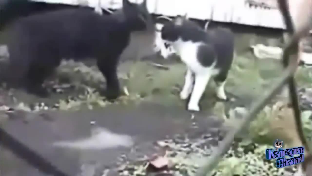 Crazy and funny Cats