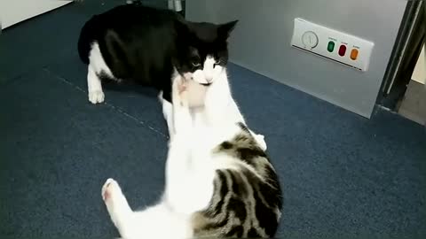 Epic Cat Fight