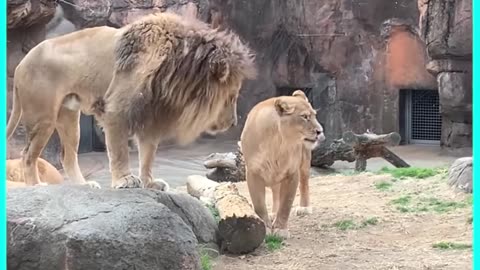 Funny animal