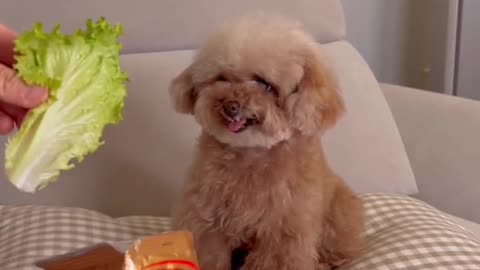 우리집 강아지 귀여워 🥰 #미소아라 #애니멀톡 #틱톡애니멀 #내펫자랑 #pet #foryou #댕냥직캠