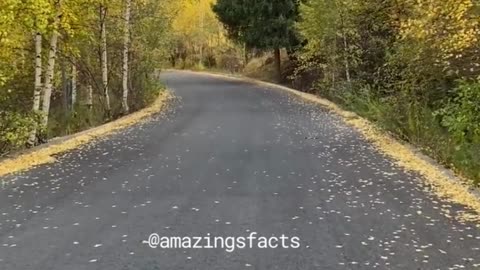 Amazing Facts