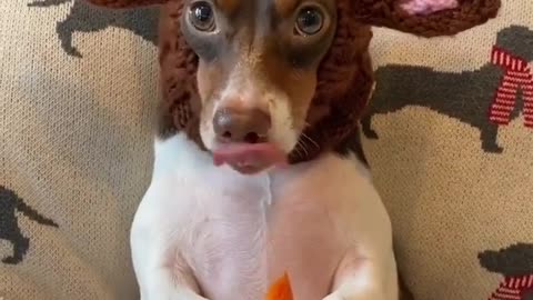 Dog vs Cartot #fannydog #fannydog #fannydog #short